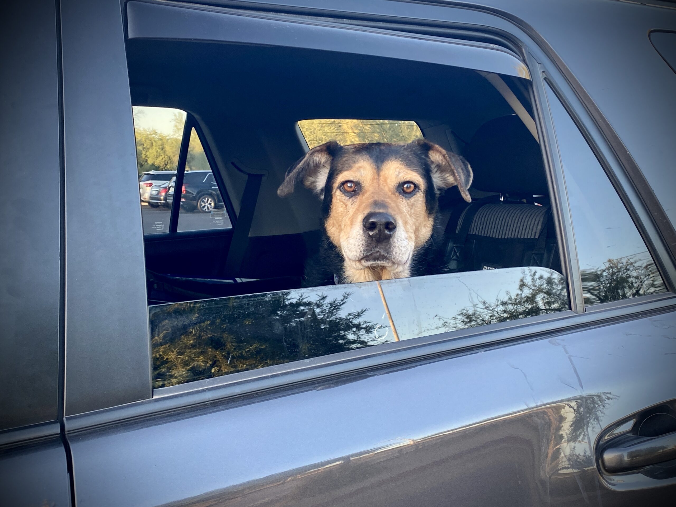 Dog in 2024 front of car