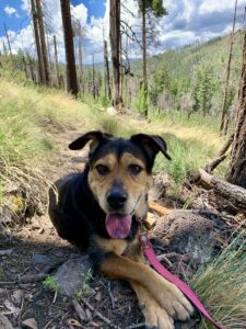 Hiking with a dog in the summer.