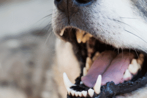 Aggressive dog showing teeth and open mouth, symbolizing Arizona dog bite injury risks and legal claims.