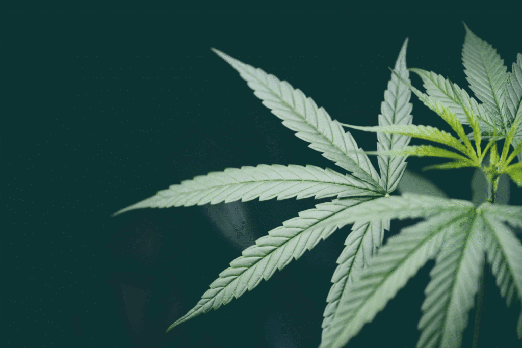 Marijuana plant leaf close-up – Prop 207 growing rules in Arizona