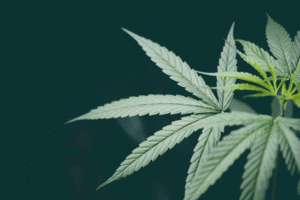 Marijuana plant leaf close-up – Prop 207 growing rules in Arizona