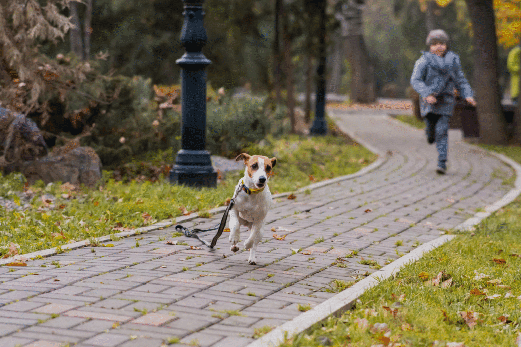 Off-leash dog running in Scottsdale park with leash trailing and child chasing