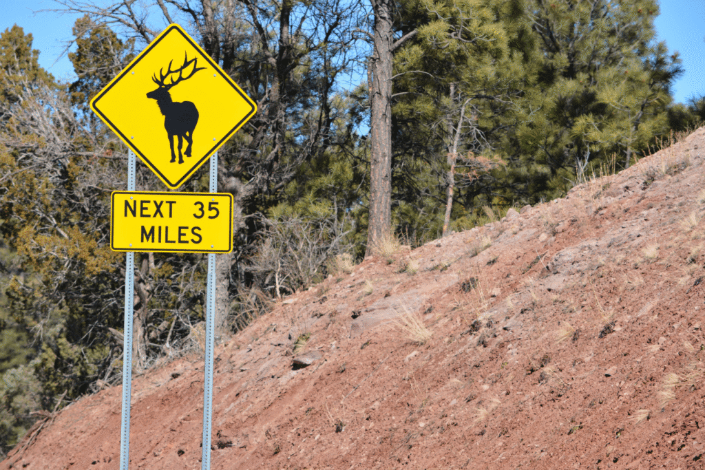 Elk crossing warning sign on Arizona roadside near pine forest – wildlife hazard zone